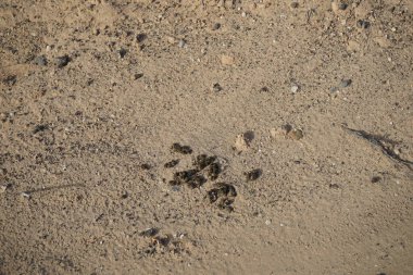 Hayvan dışkısı Costa Calma civarındaki kumlu ve kayalık zeminde bulunur. Fuerteventura, Las Palmas, Kanarya Adaları, İspanya.