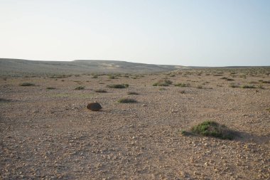 Kuraklığa dayanıklı bitki örtüsüne sahip güzel bir tepe, Costa Calma, Lomo del Granillo, Fuerteventura, Las Palmas, Kanarya Adaları, İspanya civarındadır.. 