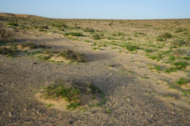 Ekim ayında kuraklığa dayanıklı bitki örtüsüne sahip güzel bir manzara Costa Calma, Lomo del Granillo, Fuerteventura, Las Palmas, Kanarya Adaları, İspanya 'da bulunur.. 