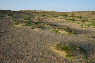 Kuraklığa dayanıklı bitki örtüsüne sahip güzel bir tepe, Costa Calma, Lomo del Granillo, Fuerteventura, Las Palmas, Kanarya Adaları, İspanya civarındadır..