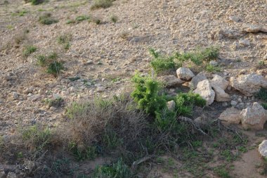 Lycium intricatum ekim ayında vahşi doğada büyüyor. Lycium intricatum, Solanaceae familyasından bir bitki türüdür. Costa Calma, Fuerteventura, Las Palmas, İspanya. 