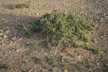 Lycium intricatum ekim ayında vahşi doğada büyüyor. Lycium intricatum, Solanaceae familyasından bir bitki türüdür. Costa Calma, Fuerteventura, Las Palmas, İspanya. 