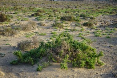 Lycium intricatum ekim ayında vahşi doğada büyüyor. Lycium intricatum, Solanaceae familyasından bir bitki türüdür. Costa Calma, Fuerteventura, Las Palmas, İspanya. 