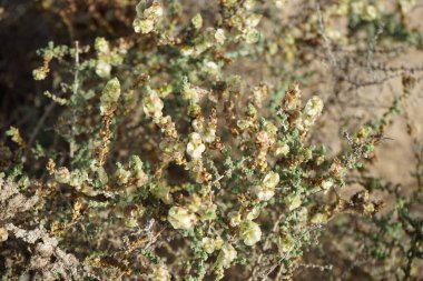 Caroxylon vermiculatum doğada ekim ayında çiçek açar. Caroxylon vermiculatum, Akdeniz tuzu, Salsola vermiculata ve Nitrosalsola vermiculata, Amaranthaceae familyasından bir bitki türü. Costa Calma, Fuerteventura, Las Palmas, İspanya. 