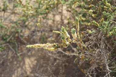 Caroxylon vermiculatum doğada ekim ayında çiçek açar. Caroxylon vermiculatum, Akdeniz tuzu, Salsola vermiculata ve Nitrosalsola vermiculata, Amaranthaceae familyasından bir bitki türü. Costa Calma, Fuerteventura, Las Palmas, İspanya. 