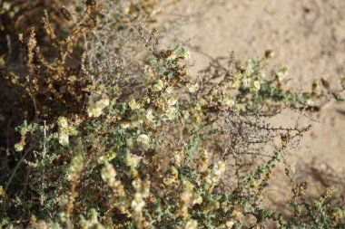 Caroxylon vermiculatum doğada ekim ayında çiçek açar. Caroxylon vermiculatum, Akdeniz tuzu, Salsola vermiculata ve Nitrosalsola vermiculata, Amaranthaceae familyasından bir bitki türü. Costa Calma, Fuerteventura, Las Palmas, İspanya. 