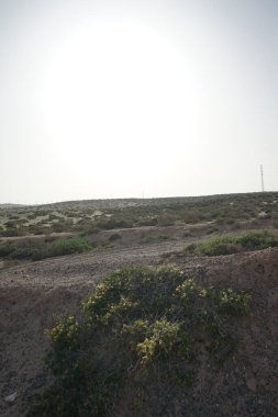 Caroxylon vermiculatum doğada ekim ayında çiçek açar. Caroxylon vermiculatum, Akdeniz tuzu, Salsola vermiculata ve Nitrosalsola vermiculata, Amaranthaceae familyasından bir bitki türü. Costa Calma, Fuerteventura, Las Palmas, İspanya. 