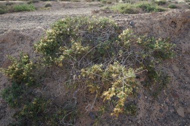Caroxylon vermiculatum doğada ekim ayında çiçek açar. Caroxylon vermiculatum, Akdeniz tuzu, Salsola vermiculata ve Nitrosalsola vermiculata, Amaranthaceae familyasından bir bitki türü. Costa Calma, Fuerteventura, Las Palmas, İspanya. 
