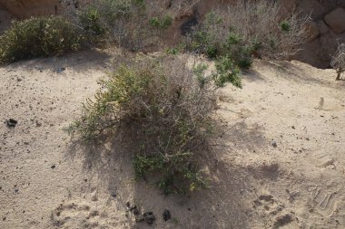 Caroxylon vermiculatum doğada ekim ayında çiçek açar. Caroxylon vermiculatum, Akdeniz tuzu, Salsola vermiculata ve Nitrosalsola vermiculata, Amaranthaceae familyasından bir bitki türü. Costa Calma, Fuerteventura, Las Palmas, İspanya. 