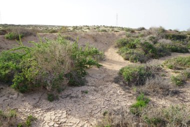 Kuraklığa dayanıklı bitki örtüsü ve elektrik nakil kulelerine sahip güzel manzara Costa Calma, Lomo del Granillo, Fuerteventura, Las Palmas, Kanarya Adaları, İspanya 'da yer almaktadır..  