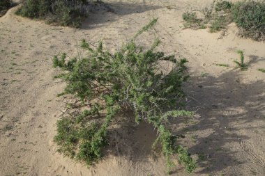 Lycium intricatum ekim ayında vahşi doğada büyüyor. Lycium intricatum, Solanaceae familyasından bir bitki türüdür. Costa Calma, Fuerteventura, Las Palmas, İspanya. 