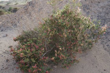 Salsola divaricata Ekim ayında çiçek açar. Salsola, Amaranthaceae familyasından bir alt familya cinsidir. Costa Calma, Fuerteventura, Las Palmas, İspanya. 