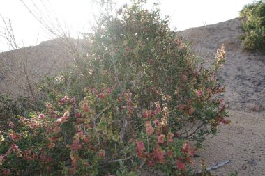 Salsola divaricata Ekim ayında çiçek açar. Salsola, Amaranthaceae familyasından bir alt familya cinsidir. Costa Calma, Fuerteventura, Las Palmas, İspanya. 