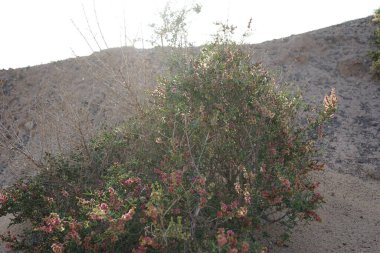 Salsola divaricata Ekim ayında çiçek açar. Salsola, Amaranthaceae familyasından bir alt familya cinsidir. Costa Calma, Fuerteventura, Las Palmas, İspanya. 