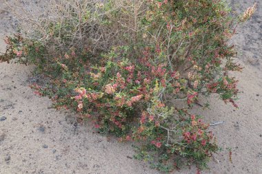 Salsola divaricata Ekim ayında çiçek açar. Salsola, Amaranthaceae familyasından bir alt familya cinsidir. Costa Calma, Fuerteventura, Las Palmas, İspanya. 