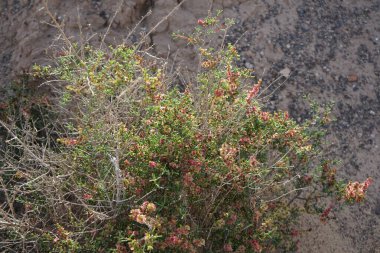 Salsola divaricata Ekim ayında çiçek açar. Salsola, Amaranthaceae familyasından bir alt familya cinsidir. Costa Calma, Fuerteventura, Las Palmas, İspanya. 