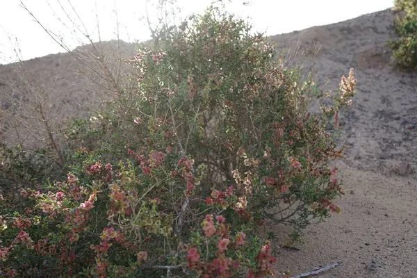 Salsola divaricata Ekim ayında çiçek açar. Salsola, Amaranthaceae familyasından bir alt familya cinsidir. Costa Calma, Fuerteventura, Las Palmas, İspanya. 