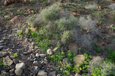 Launaea arborescens blooms with yellow flowers in October. Launaea arborescens is a species of flowering plant in the family Asteraceae. Punta Pesquerias, Fuerteventura, Las Palmas, Canary Islands, Spain.  clipart