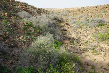 Çamaşır bahçeleri ekim ayında sarı çiçeklerle çiçek açar. Launaea arborescens, Asteraceae familyasından bir bitki türü. Punta Pesquerias, Fuerteventura, Las Palmas, Kanarya Adaları, İspanya. 