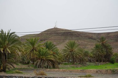 Palms Phoenix kanaryaları ekim ayında büyür. Phoenix kanaryası (Kanarya Adası palmiyesi veya ananas palmiyesi), çiçekli bir bitki türüdür. Tarajalejo, Tuineje, Fuerteventura, Las Palmas, Kanarya Adaları, İspanya.