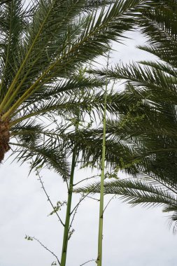 Furcraea foetida blooms in October surrounded by Phoenix dactylifera palms. Furcraea foetida, Giant Cabuya, Green-aloe or Mauritius-hemp, is a species of flowering plant native to the Caribbean. Tarajalejo, Fuerteventura, Canary Islands, Spain. clipart