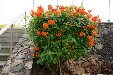 Tecoma capensis, Ekim ayında portakal kırmızısı çiçeklerle çiçek açar. Tecomaria capensis, Bignoniaceae familyasından bir bitki türü. Tarajalejo, Tuineje, Las Palmas, Kanarya Adaları, İspanya. 