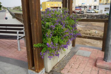 Duranta Ekim ayında mor çiçeklerle çiçek açar. Duranta erecta, Verbenaceae familyasından bir çalı türüdür. Tarajalejo, Tuineje, Las Palmas, Kanarya Adaları, İspanya. 