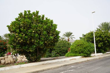 Ficus Lyrata çalısı ekim ayında yetişir. Ficus lyrata, keman yaprağı inciri, keman yapraklı incir ağacı, lir yaprağı incir ağacı veya lire yapraklı incir ağacı, dut ve incir familyasından bir bitki türüdür. Tarajalejo, Fuerteventura, İspanya. 