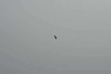 Ekim ayında bir martı Larus michahellis Atlantik Okyanusu üzerinde ve Playa de Tarajalejo kara kumsalının üzerinde uçar. Sarı bacaklı martı, Larus michahellis, büyük bir martıdır. Tarajalejo, Tuineje, Fuerteventura, Las Palmas, Kanarya Adaları, İspanya.