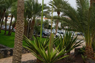 Furcraea foetida blooms in October surrounded by Phoenix dactylifera palms. Furcraea foetida, Giant Cabuya, Green-aloe or Mauritius-hemp, is a species of flowering plant native to the Caribbean. Tarajalejo, Fuerteventura, Canary Islands, Spain. clipart