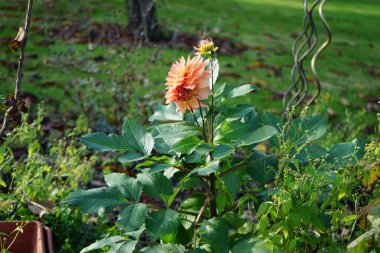 Dahlia x cultorum Kasım ayında portakal çiçekleriyle çiçek açar. Dahlia, Asteraceae familyasından uzun ömürlü bir bitki cinsidir. Berlin, Almanya 