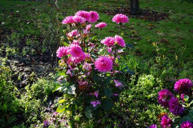 Dahlia 'Lavender Perfection' and Dahlia 'Thomas A. Edison' bloom in the garden in November. Dahlia is a genus of bushy, tuberous, herbaceous perennial plants of the Asteraceae family. Berlin, Germany