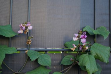 Lab purpureus kasım ayında çiçek açar. Labaratuvar purpureus, sümbül fasulyesi, lacivert fasulyesi, seim veya sem fasulyesi, lablab fasulyesi, mısır fasulyesi, Hint fasulyesi, bataw ve Avustralya bezelyesi, Fabaceae familyasından bir fasulye türüdür. Berlin. -