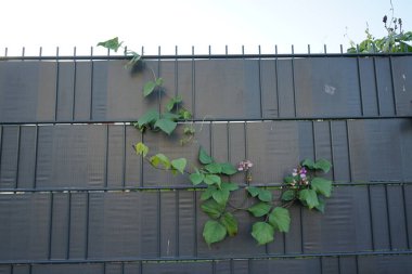 Lab purpureus kasım ayında çiçek açar. Labaratuvar purpureus, sümbül fasulyesi, lacivert fasulyesi, seim veya sem fasulyesi, lablab fasulyesi, mısır fasulyesi, Hint fasulyesi, bataw ve Avustralya bezelyesi, Fabaceae familyasından bir fasulye türüdür. Berlin. -