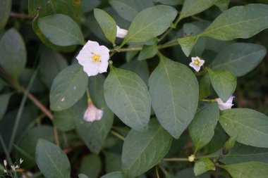 Lycianthes rantonnetii beyaz çiçekleri Kasım ayında açar. 