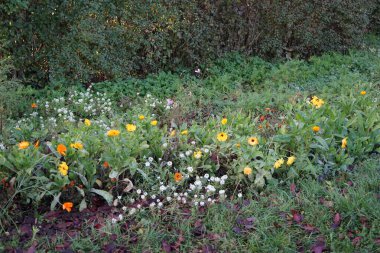 Calendula officinalis, Lobularia maritima, Tagetes patula ve diğer çiçekler Kasım ayında Wildflower çayırında çiçek açarlar. Calendula officinalis, marigold, ruddles, marigold papatya familyasından bir çiçek bitkisidir. Berlin, Almanya