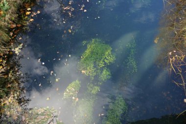 Kasım ayında sığ Wuhle Nehri sonbahar bitkileriyle çevrilidir. Wuhle, Spree 'nin küçük bir sağ kıyısı haracı. Berlin, Almanya. 