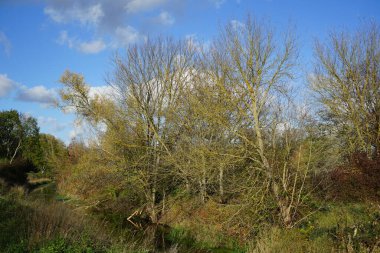 Kasım ayında sığ Wuhle Nehri sonbahar bitkileriyle çevrilidir. Wuhle, Spree 'nin küçük bir sağ kıyısı haracı. Berlin, Almanya. 