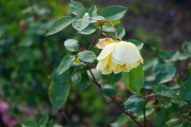 Kasım ayında sarı bir gül çalısı büyür. Rose, Rosaceae familyasından, Rosa cinsine ait uzun ömürlü bir çiçek bitkisidir. Berlin, Almanya.