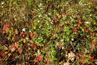 Symphoricarpos albusu Kasım ayında büyür. Symphoricarpos albus, hanımeli familyasından yaygın olarak bilinen bir bitki türüdür. Berlin, Almanya.