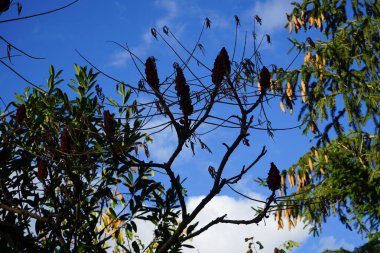 Rhus tifinası Kasım 'da büyür. Rhus typhina, Anacardiaceae familyasından bir bitki türü. Berlin, Almanya.