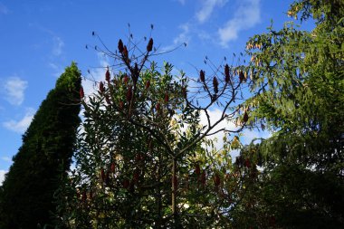 Rhus typhina grows in November. Rhus typhina, the staghorn sumac, is a species of flowering plant in the family Anacardiaceae. Berlin, Germany. clipart