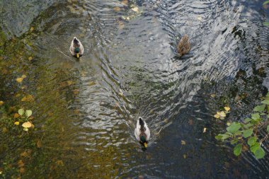 Mallard ördekleri Kasım ayında Wuhle Nehri boyunca yüzerler. Yaban ördeği (