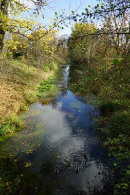 Mallard ördekleri Kasım ayında Wuhle Nehri boyunca yüzerler. Yaban ördeği (