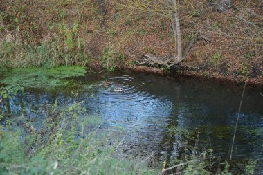 Erkek ve dişi yaban ördekleri Kasım ayında Wuhle Nehri boyunca yüzerler. Yaban ördeği (