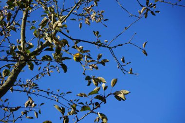 Yabani elma ağacı, Malus Sylvestris, kasım ayında meyvelerle yetişir. Malus sylvestris, Malus cinsinin bir türüdür. Berlin, Almanya. 