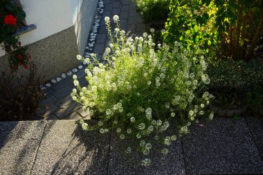 Lobularia maritima blooms with white flowers in November. Lobularia maritima, syn. Alyssum maritimum, is a species of low-growing flowering plant in the family Brassicaceae. Berlin, Germany.  clipart