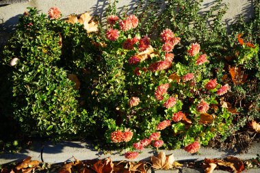 Kışın sert kırmızı-portakal kasımpatı, kasım ayında kasımpatı koreanum çiçek açar. Kasımpatılar, mırıldanmalar ya da kasımpatılar, Asteraceae familyasındaki kasımpatı türünün çiçek açan bitkileridir. Berlin, Almanya. 