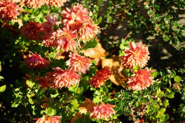 Kışın sert kırmızı-portakal kasımpatı, kasım ayında kasımpatı koreanum çiçek açar. Kasımpatılar, mırıldanmalar ya da kasımpatılar, Asteraceae familyasındaki kasımpatı türünün çiçek açan bitkileridir. Berlin, Almanya. 