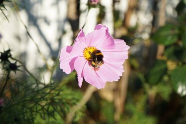 The bumblebee Bombus terrestris sits on a pink Cosmos bipinnatus flower in November. Bombus terrestris is one of the most numerous bumblebee species. Berlin, Germany. clipart